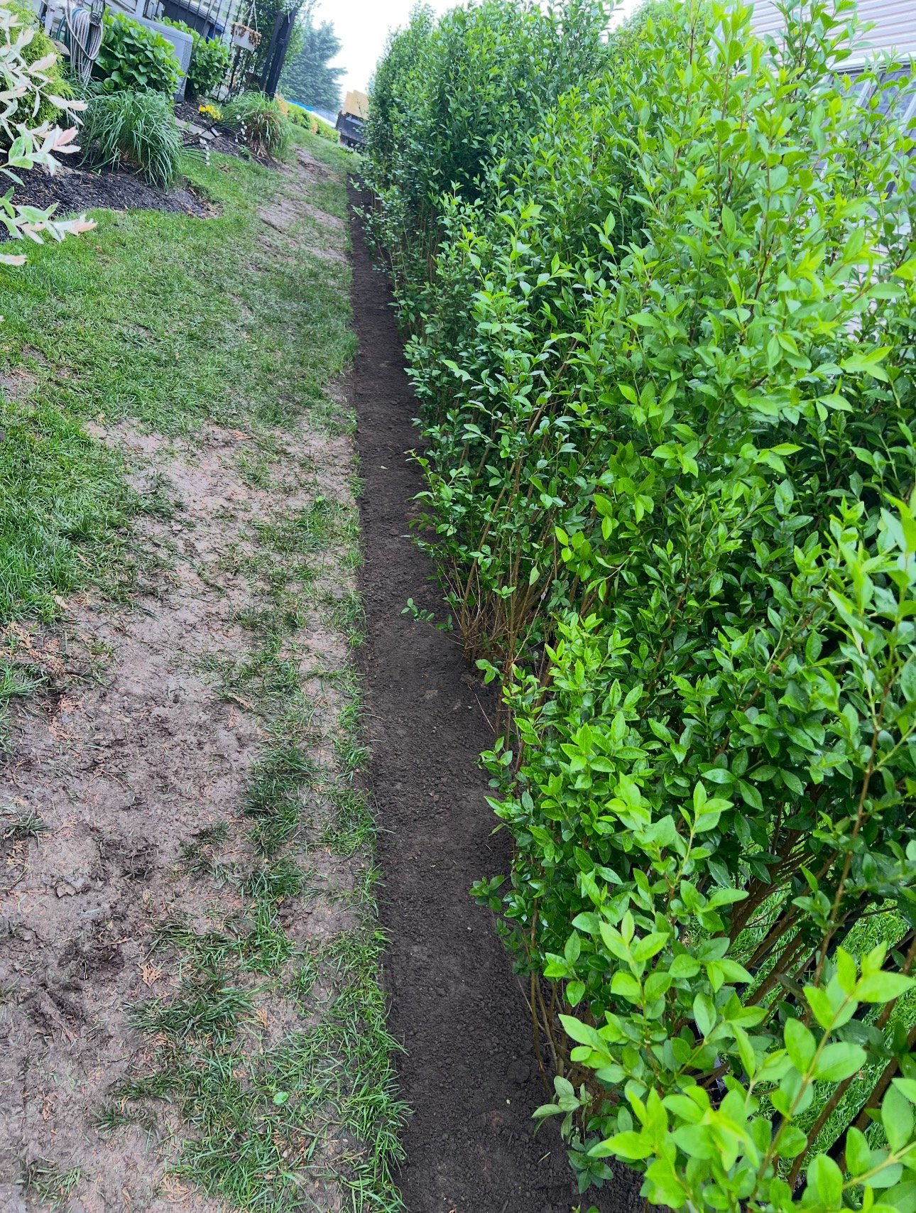 Privacy hedge after