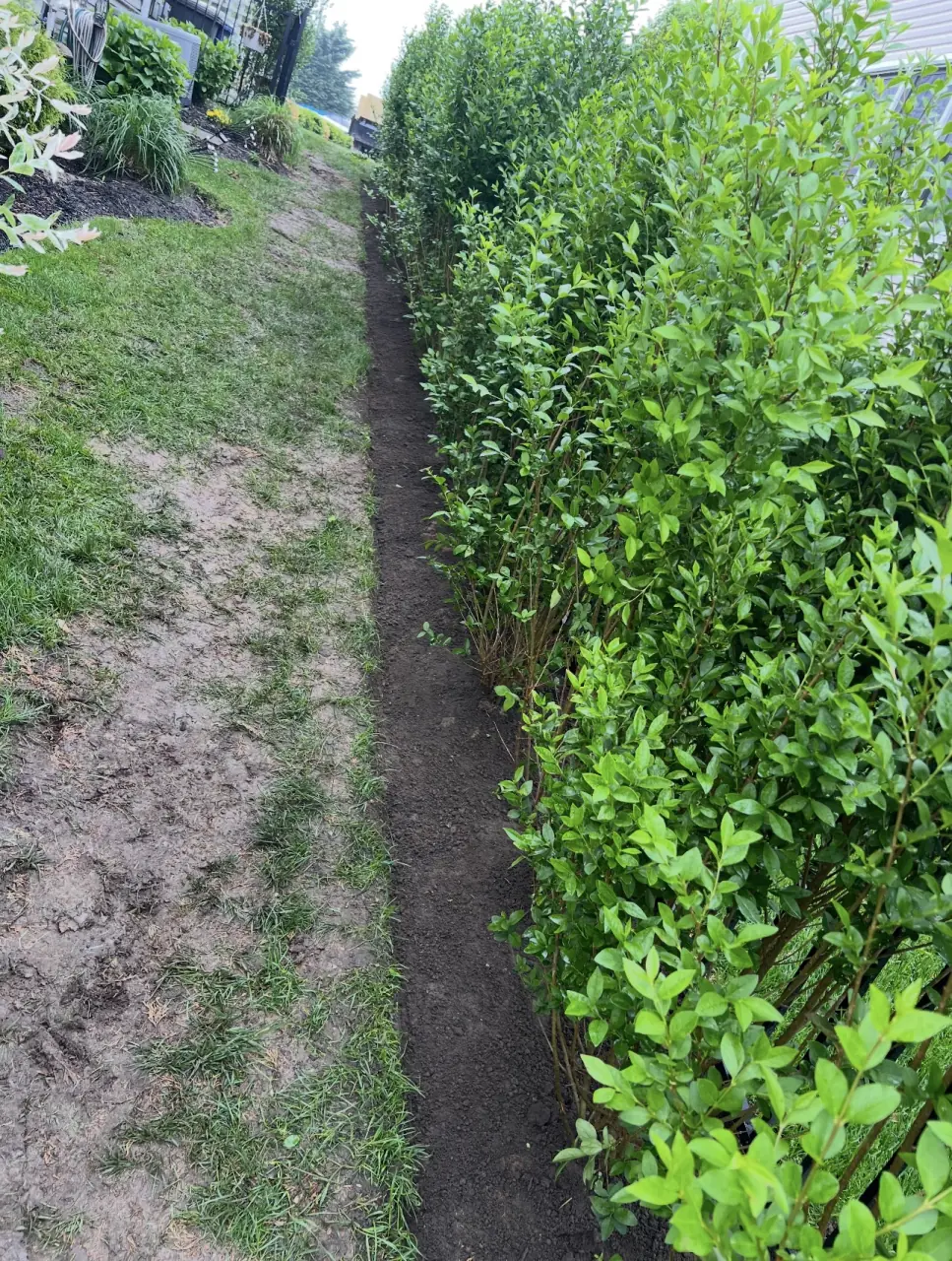 Privacy hedge after