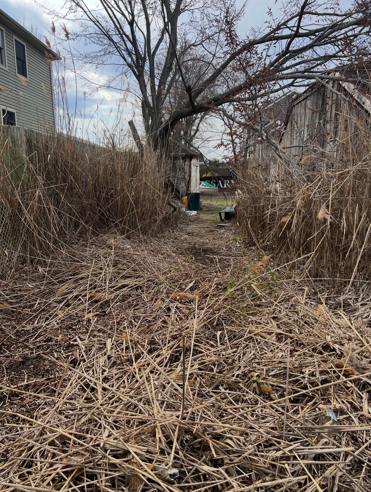 Full yard before cleanup