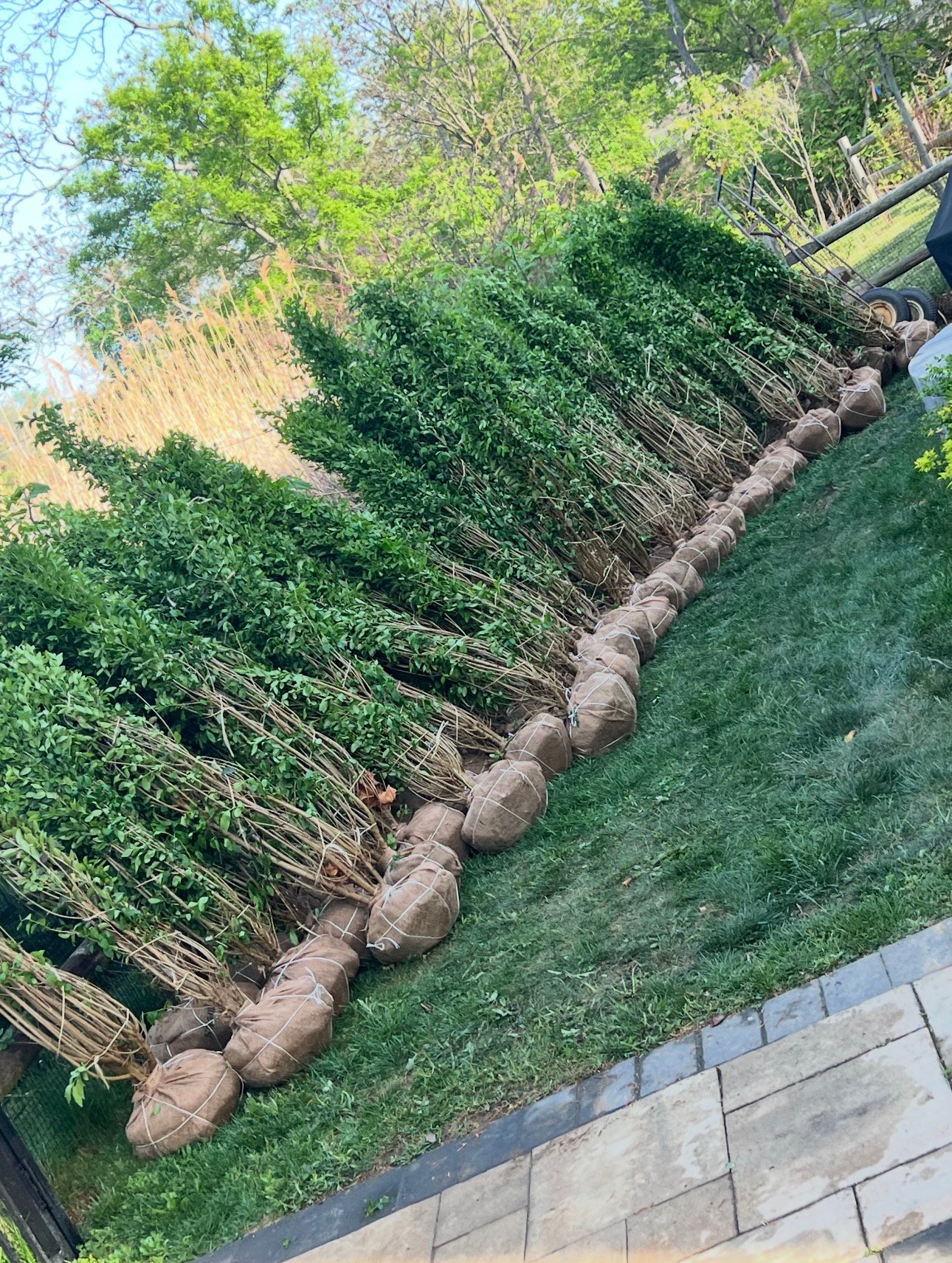 Privacy hedge before