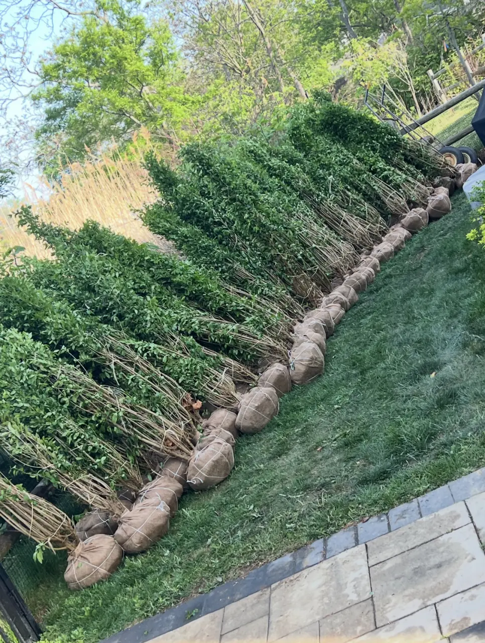 Privacy hedge before